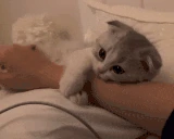 KittyHug emote