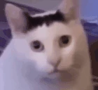 HUHH emote