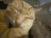 behdge emote