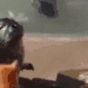 sealCatSlap emoji
