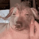 uglyassdog emote