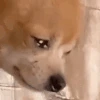 Am_hurt emote