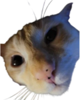 fendle emote