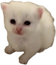 oopert emote