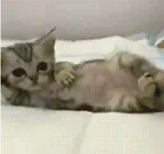 Meoww emote