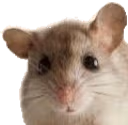 BeachMouseWhat emote