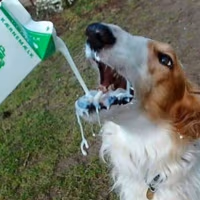 milk_dog emote