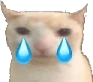 CryCat emote