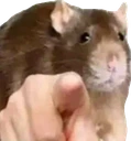 PointingRat emoji