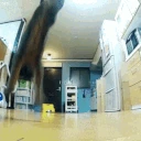 catJUMPloop emote