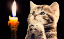 MANIFESTING emote