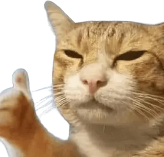 Cat_Liked emote