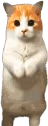 CatTimeStand emote