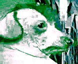 creatureInsomnia emote