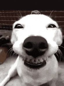 goodboy emote
