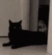 catStealing emote