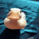 duckKiss emote