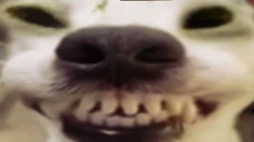 xdddog emote