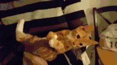 sosynok animated emote