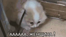 AAAWOMAN emote