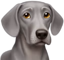 weimaraner emote