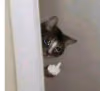SadCat emote