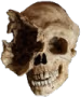 skull_1eye emote