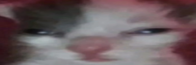 OhioCat static emote