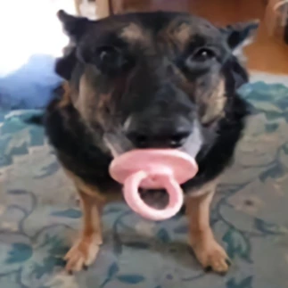 doggo emote