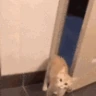 CE_Bye emote