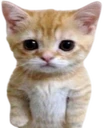 catUnpleased emote
