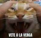 VETEALAVERGA emote
