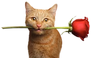 Patrego emote