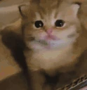 strashno emote