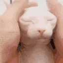 Bingus emote