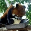 panda_bread emote