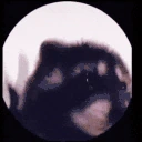 pedropedro emote