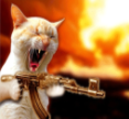 Cat_with_gun static emote