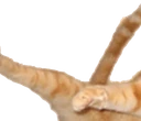 catjump1 emote