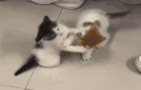 catFight animated emote