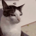 Judging emote