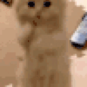 kittyBeg animated emote