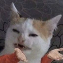 catshrug emote