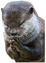 OtterPrayge static emote