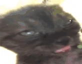 kotik emote