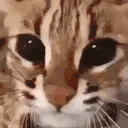 bwaaah emote