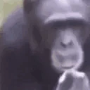 SmokingMonke emote