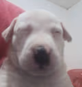 WaosBedge emote