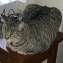 mountaindew_sevy_boy_slimjim_MICHAELJACKSON_largecat_sittingonni emote