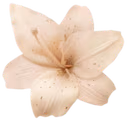 flower4 emote